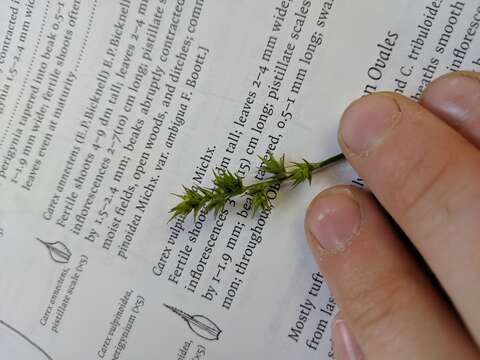 Image of owlfruit sedge