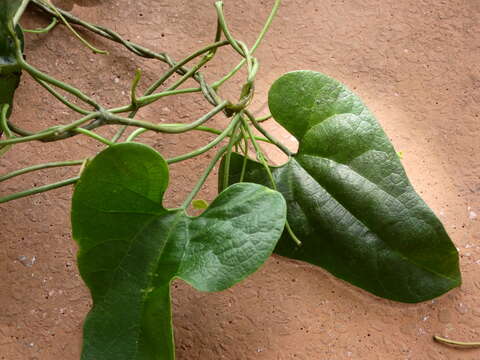 Image of Passovia pyrifolia (Kunth) Tiegh.