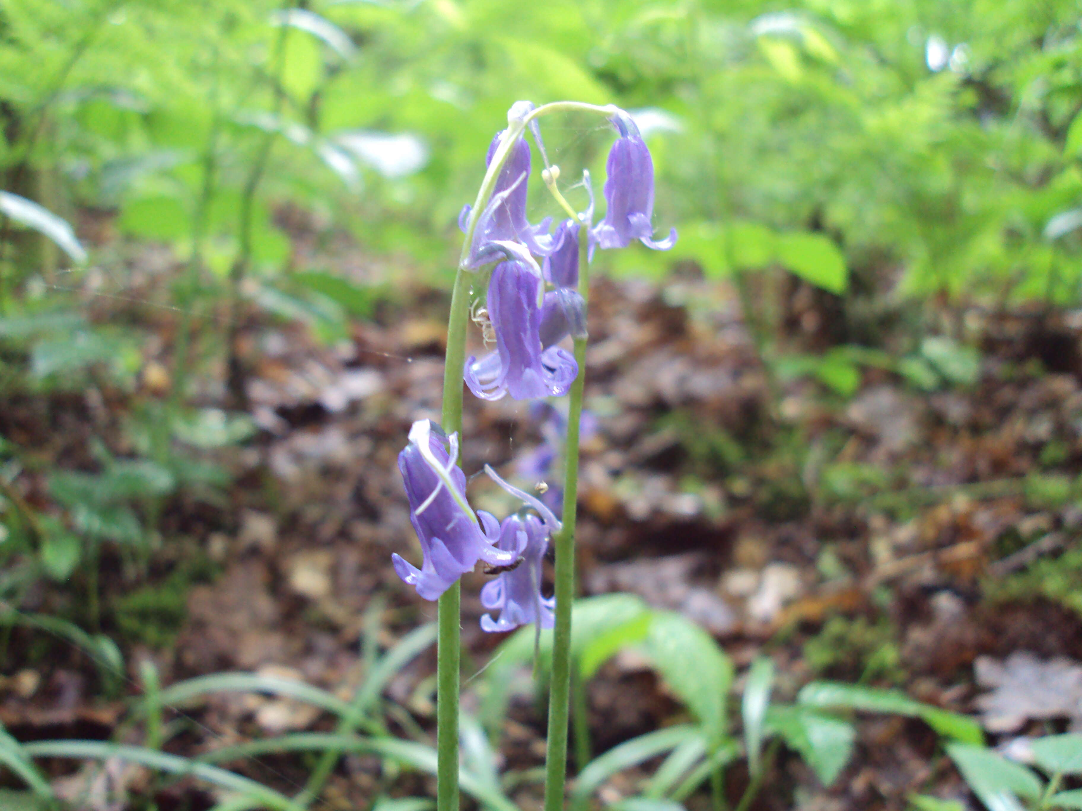 Image de jacinthe des bois