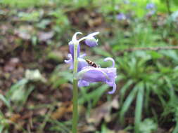 Image de jacinthe des bois