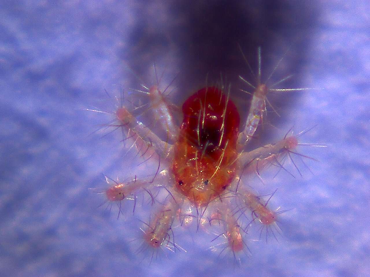 Image of Panonychus