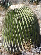 Image of Cactus