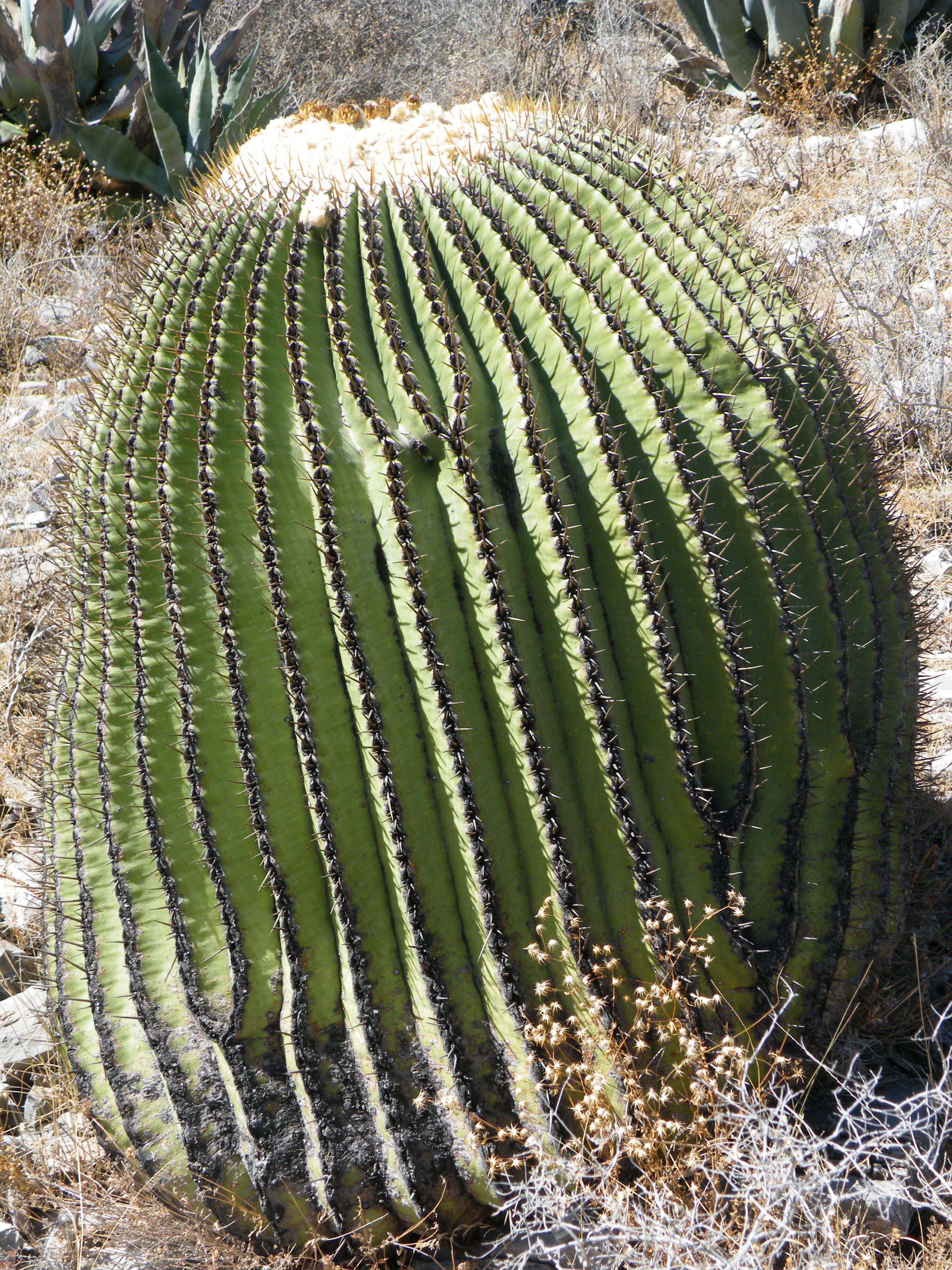 Image of Cactus