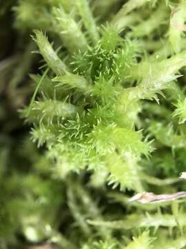 Image of sphagnum