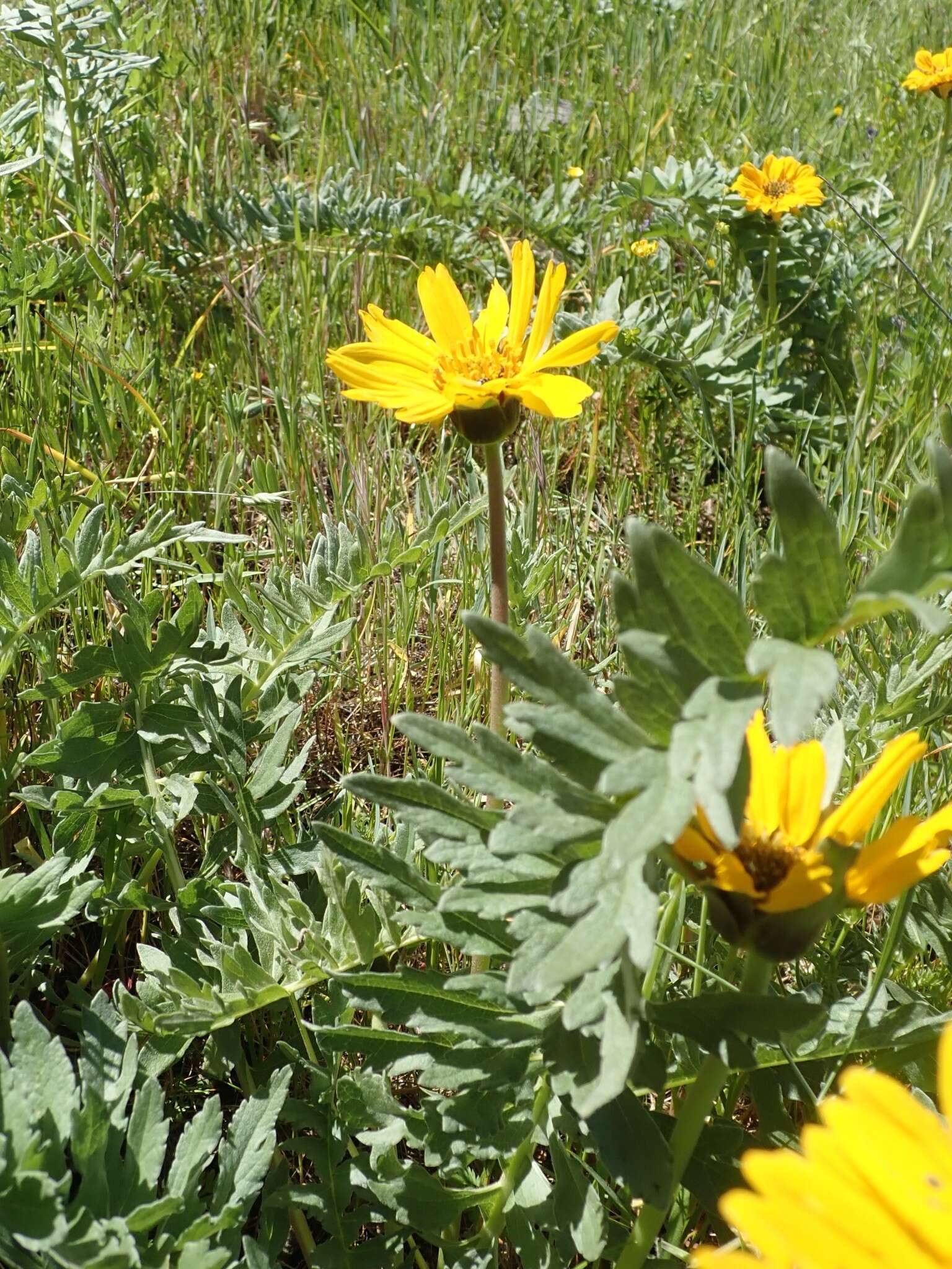 Image of California balsamroot