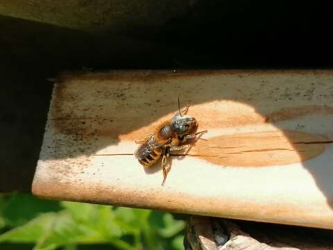 Image of Osmia aurulenta (Panzer 1799)