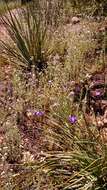 صورة Dichelostemma capitatum (Benth.) Alph. Wood