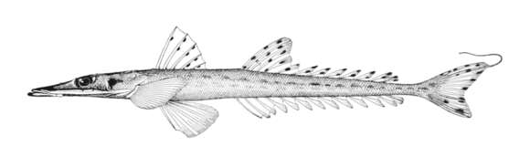 Image of Dwarf flathead