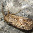 Image of Spodoptera depravata Butler 1879