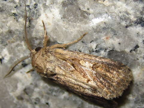 Image of Spodoptera depravata Butler 1879