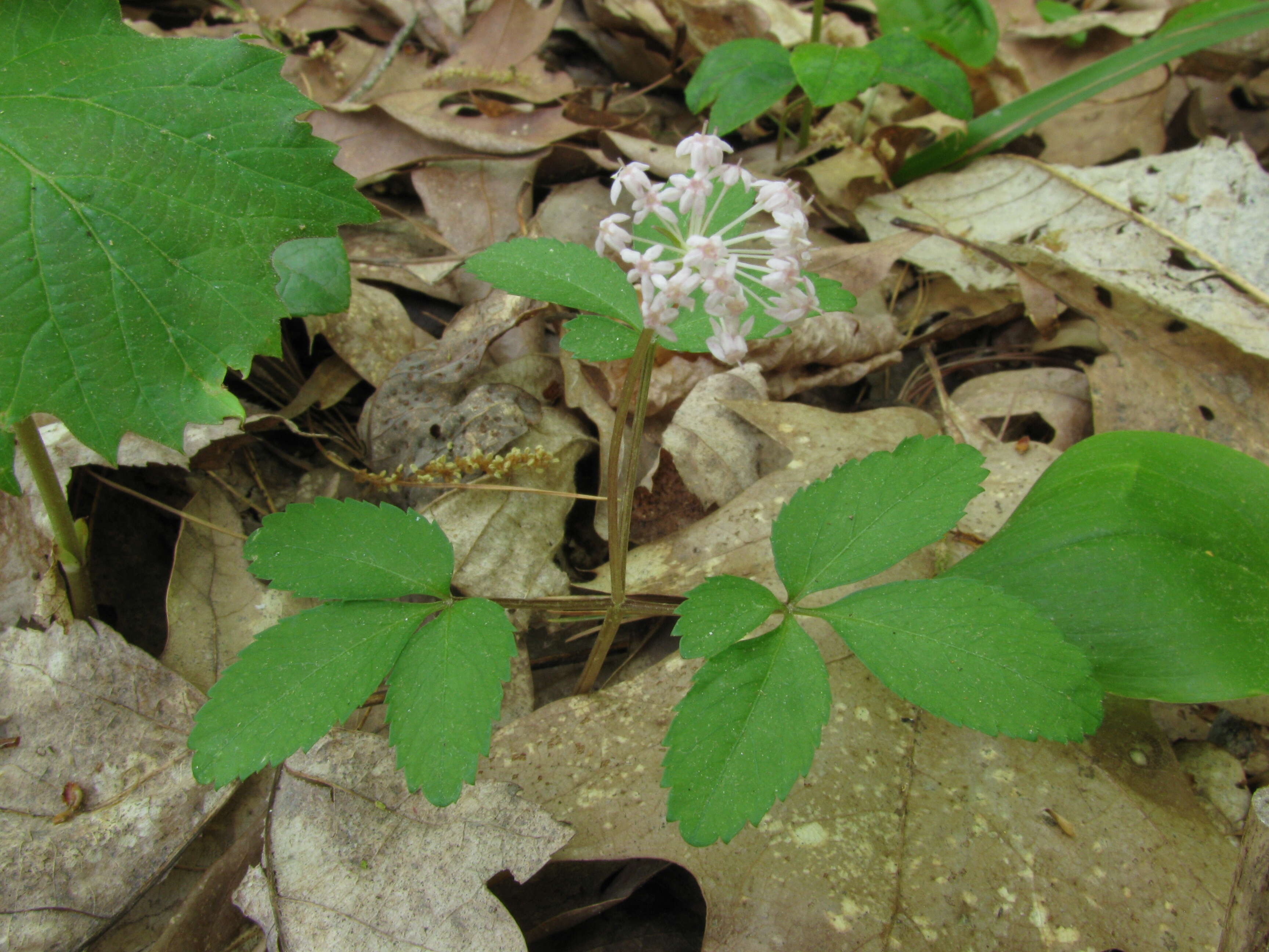 Imagem de Panax trifolius L.