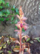 Image of Striped coralroot