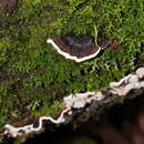 Coriolopsis brunneoleuca (Berk.) Ryvarden 1972 resmi