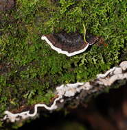 Image de Coriolopsis brunneoleuca (Berk.) Ryvarden 1972
