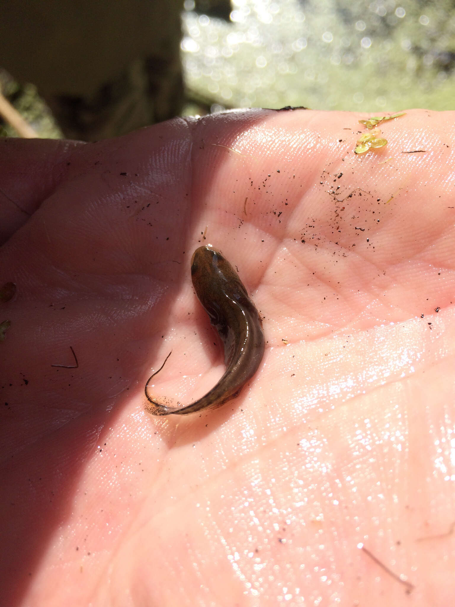 Image of Danube Crested Newt