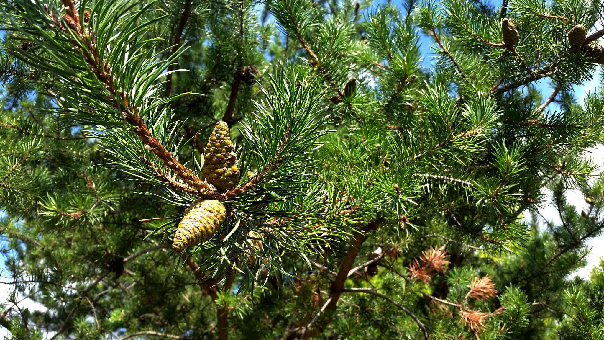 Image of jack pine