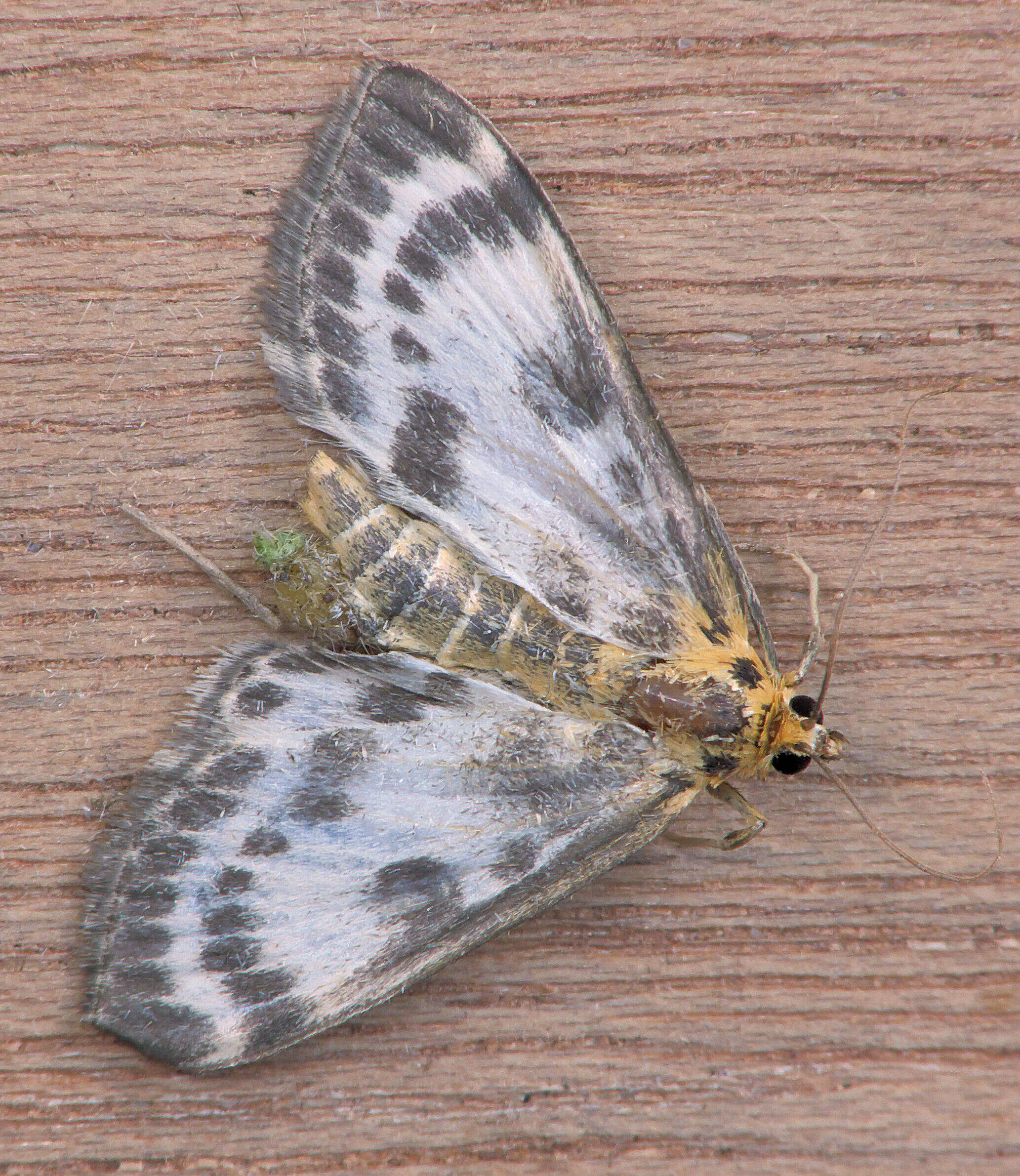 Слика од Anania hortulata