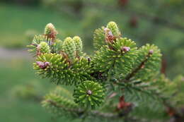 Image of Korean Fir