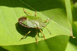 Image of Green shield bug