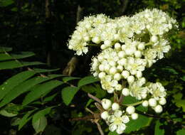 Image of rowan,  moutain ash