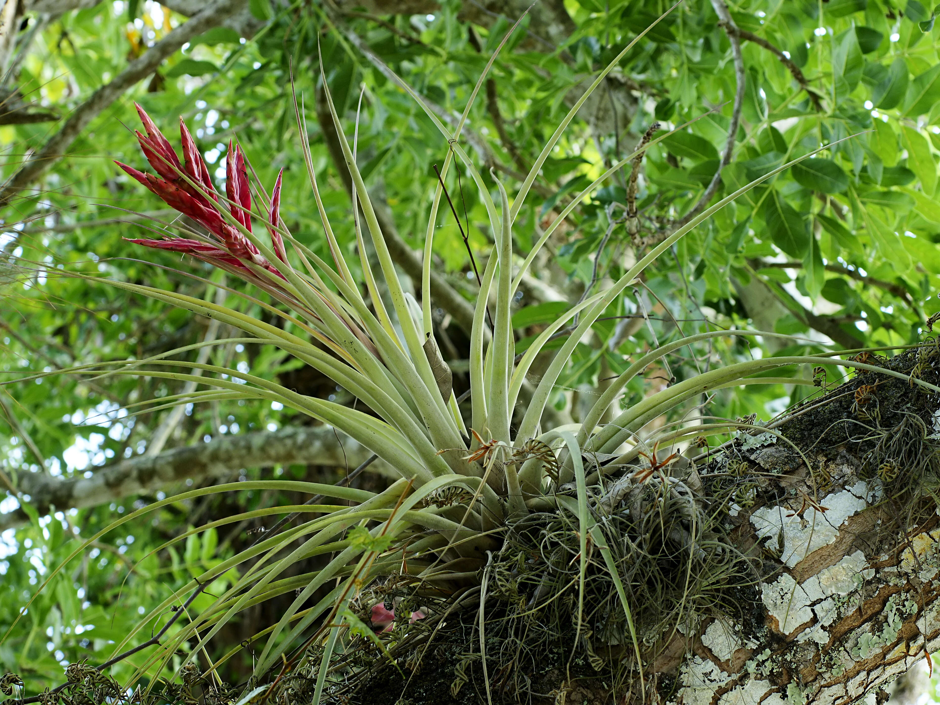 Image of Cardinal Air Plant