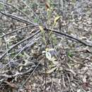 Caladenia cucullata Fitzg. resmi