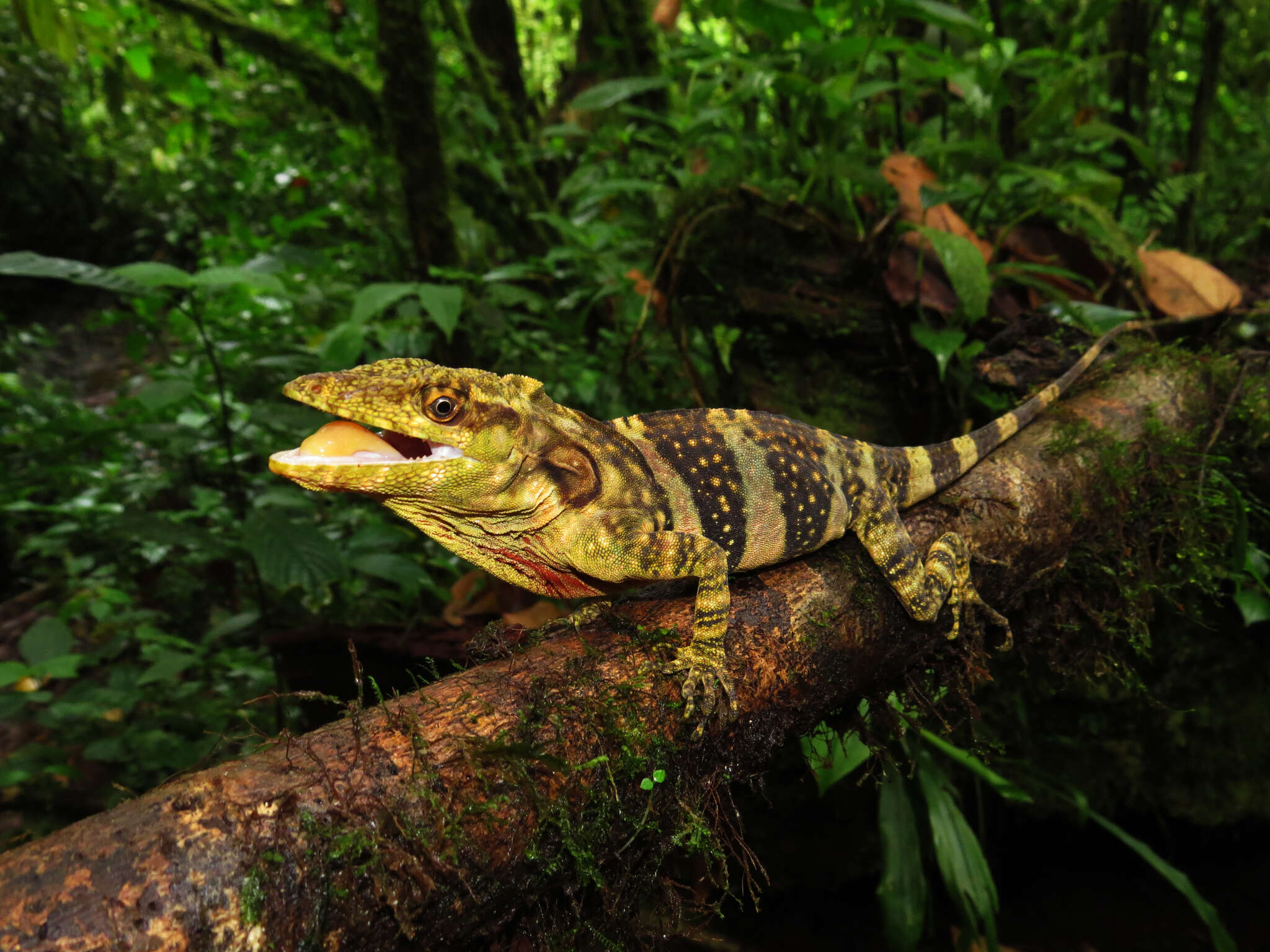 Image of Decorated Anole