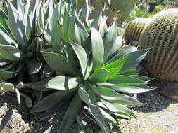 Image of Chamula agave