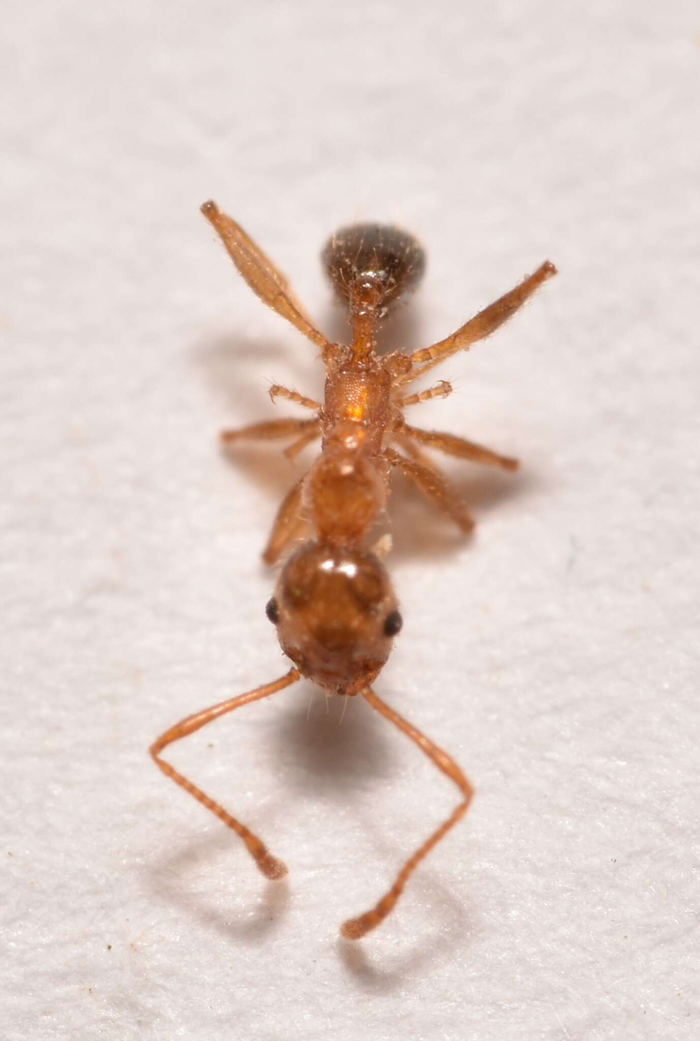 Image of Pheidole porcula Wheeler 1908