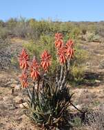 Aloe krapohliana Marloth resmi