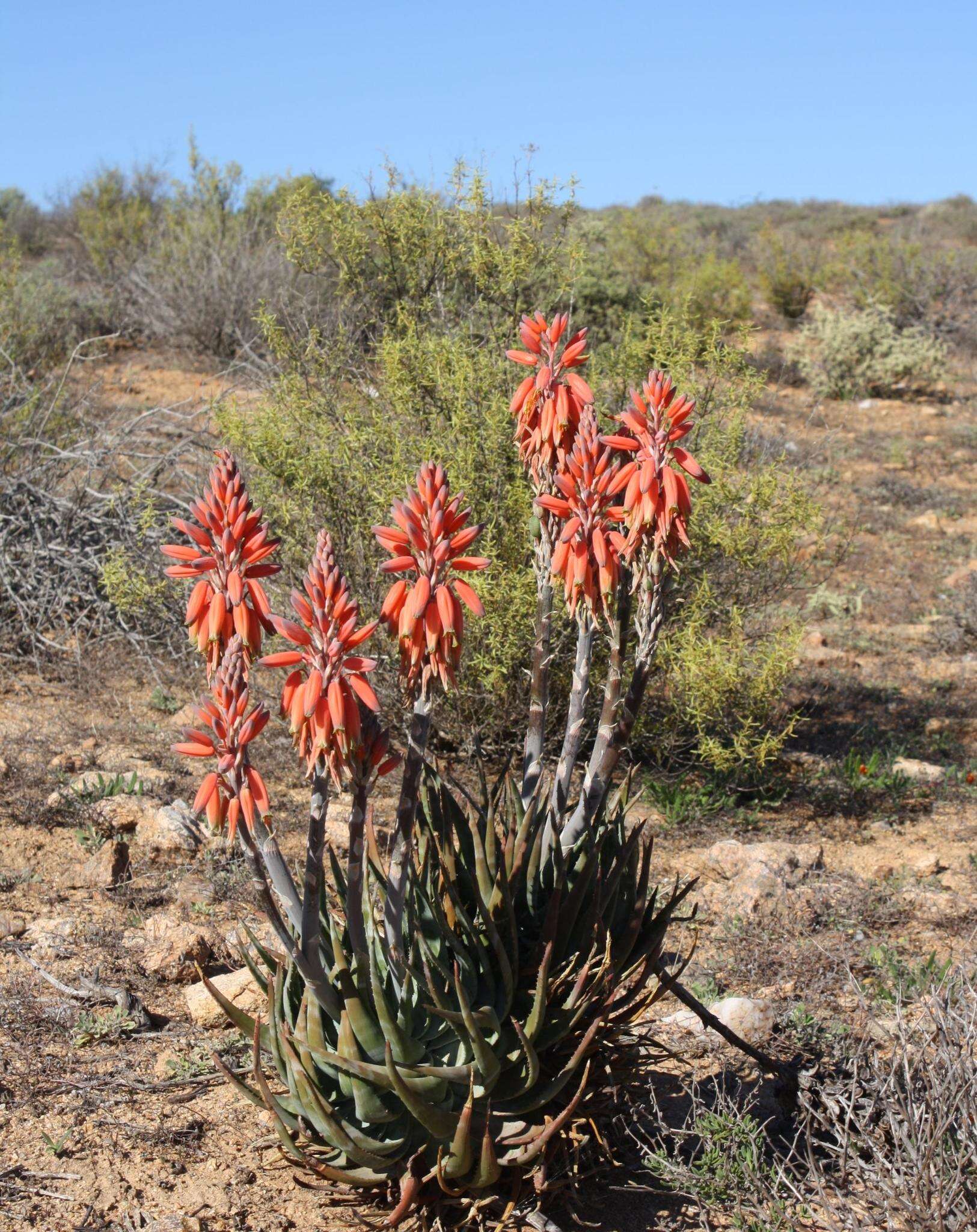 Aloe krapohliana Marloth resmi