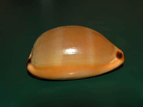 Image of brown cowrie