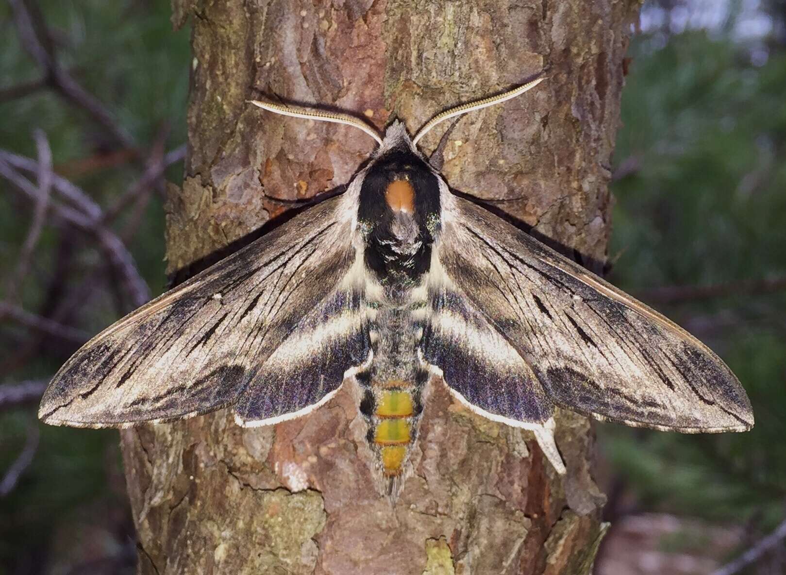 Image of Apple sphinx