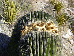 Image of Cactus