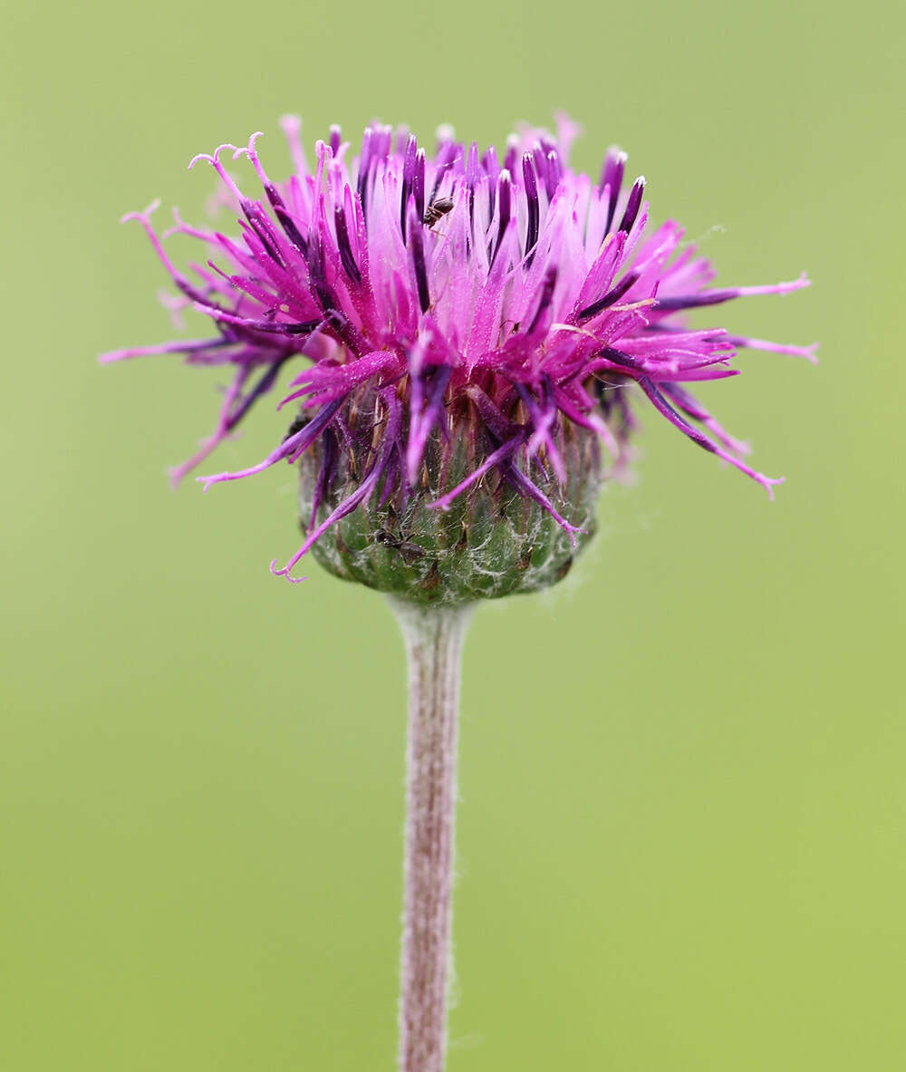 Image of Jurinea arachnoidea Bunge