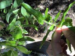 Image de Arctostaphylos andersonii A. Gray