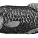 Image of Barrel-eye