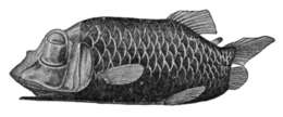 Image of Barrel-eye