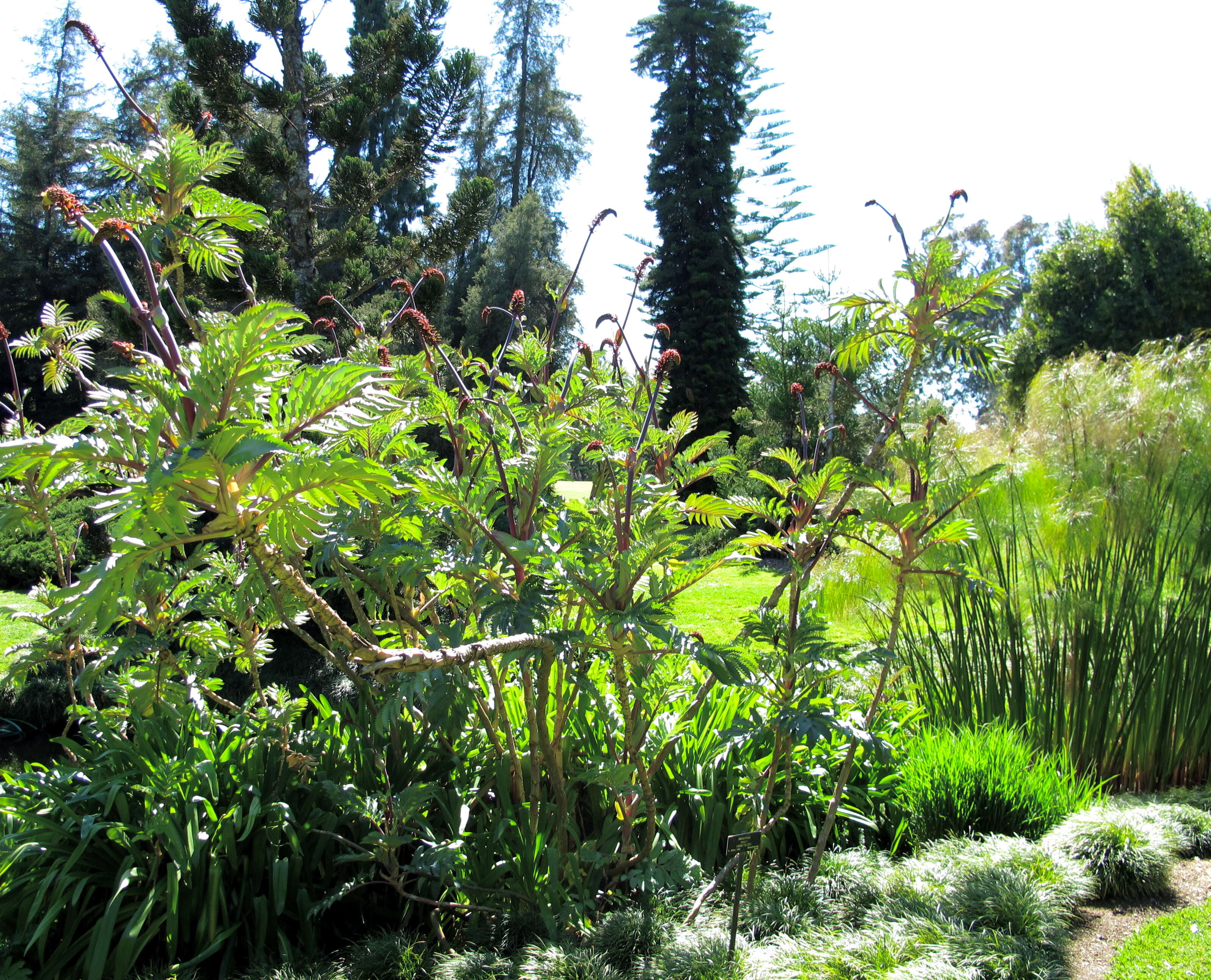 Image de Melianthus major L.