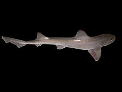 Image of smooth hound, starry smooth hound