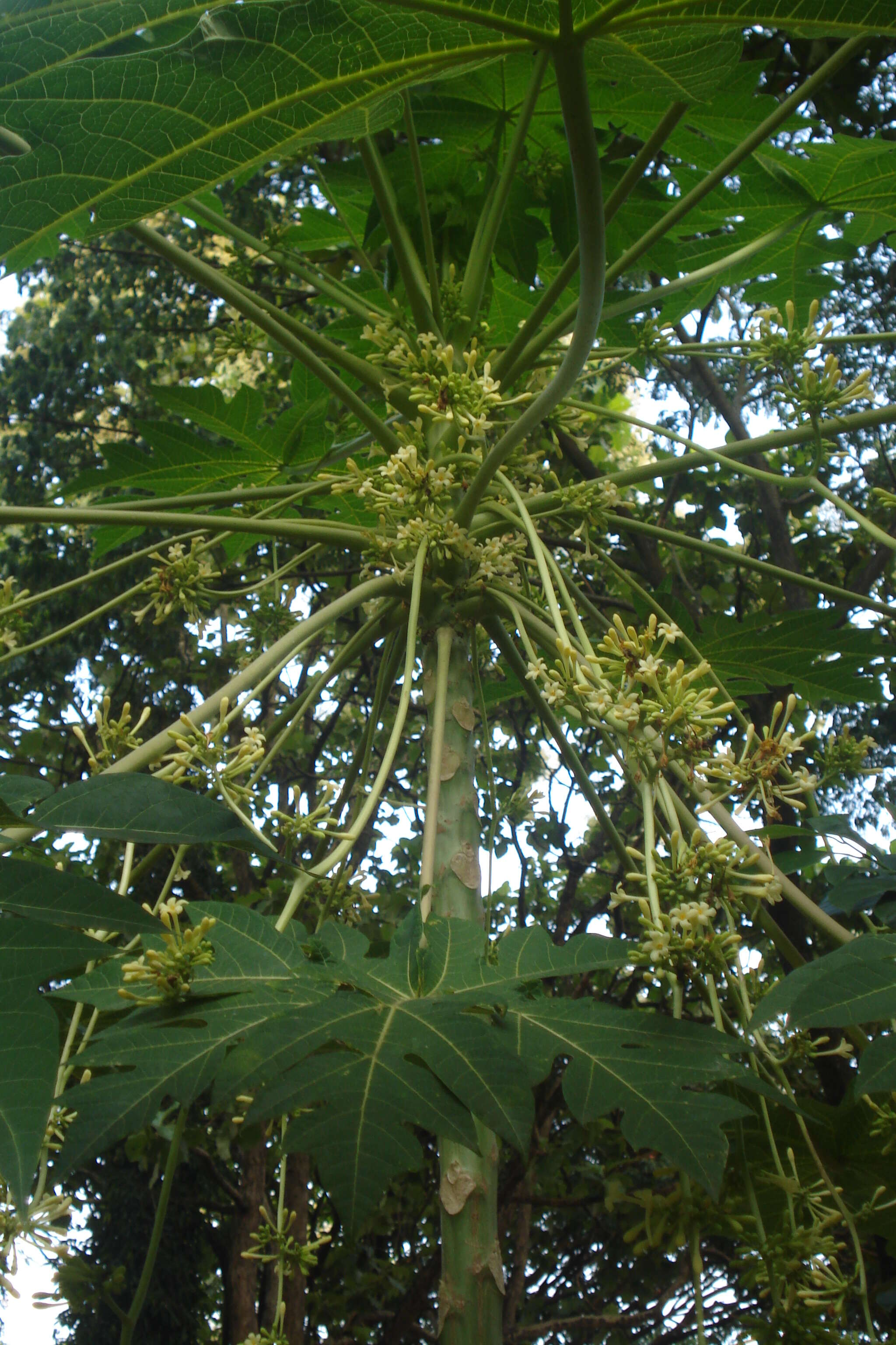 Image of papaya