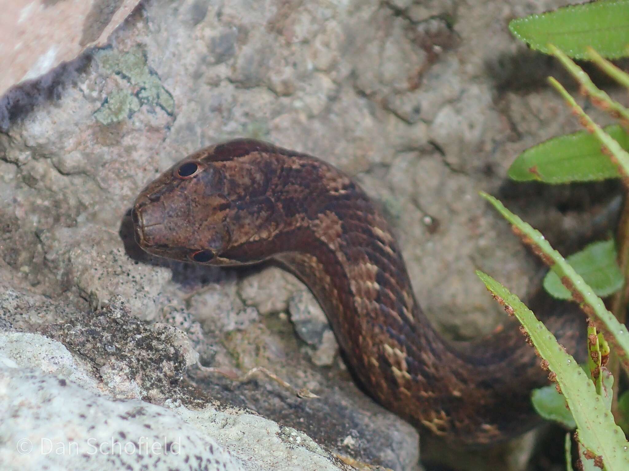 Image of Orange-bellied Racer