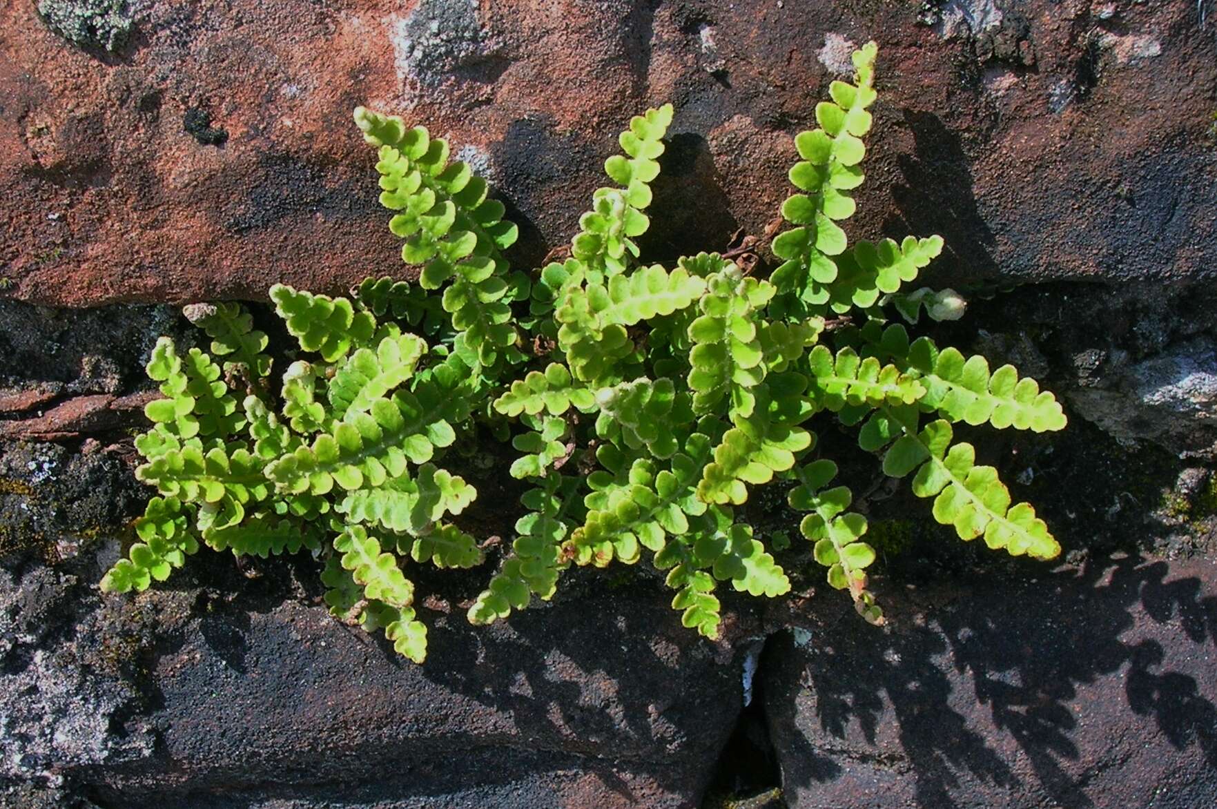 Plancia ëd Asplenium ceterach L.