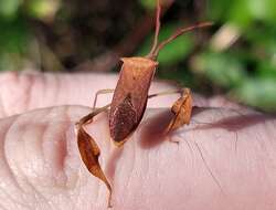 Image of Chondrocera laticornis Laporte 1832