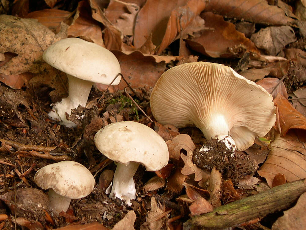 Image of Sweetbread mushroom