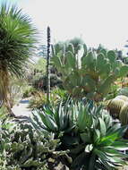 Image of Chamula agave