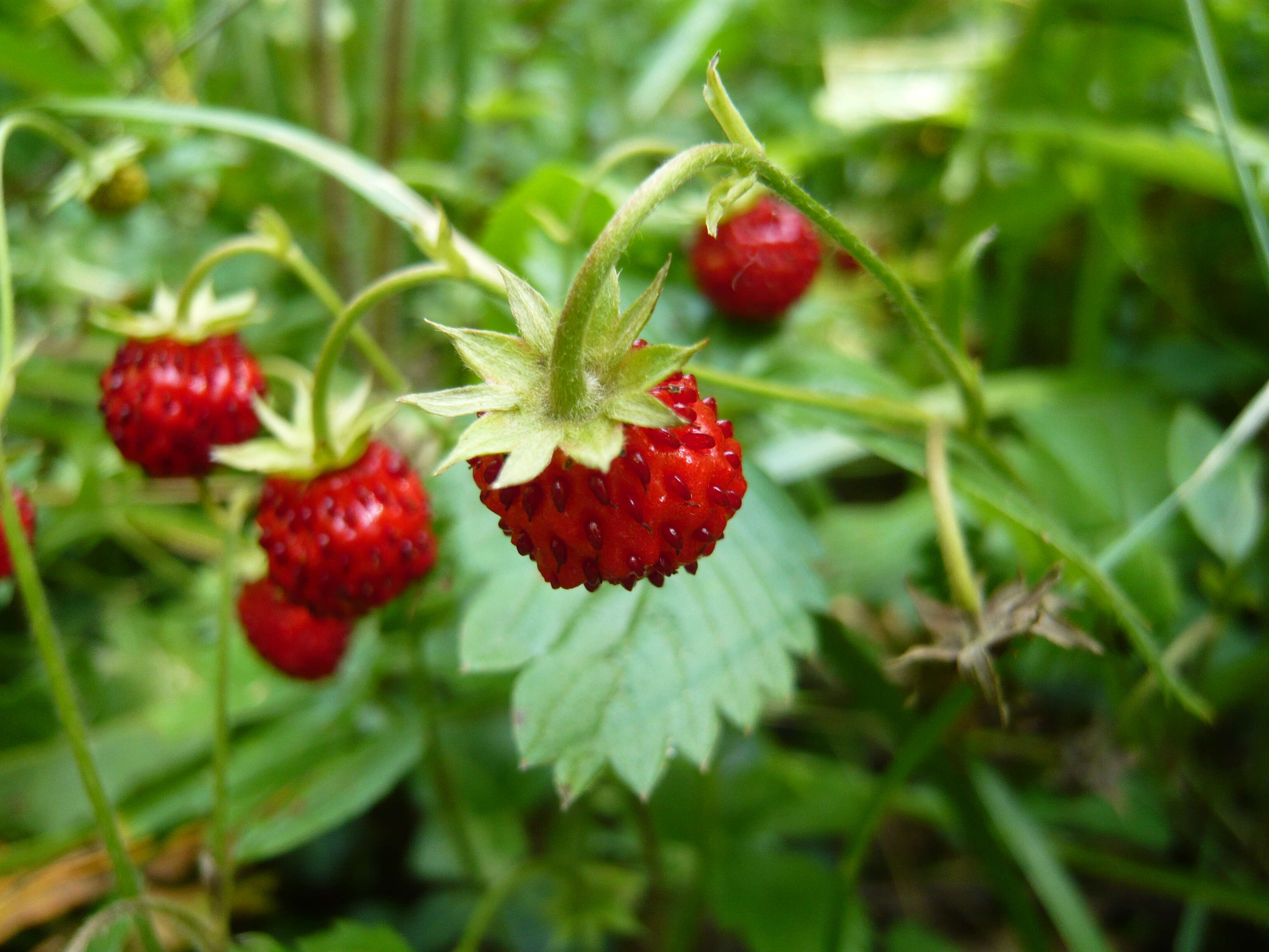 Image of woodland strawberry