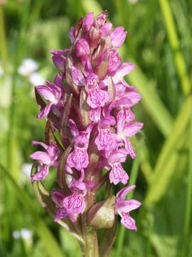 Image of Coeloglossum