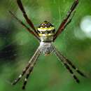 Imagem de Argiope anasuja Thorell 1887