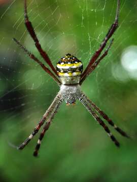 Image de Argiope anasuja Thorell 1887